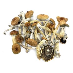 Buy Blue Meanies Magic Mushroom - Order 1 gram Blue Meanies